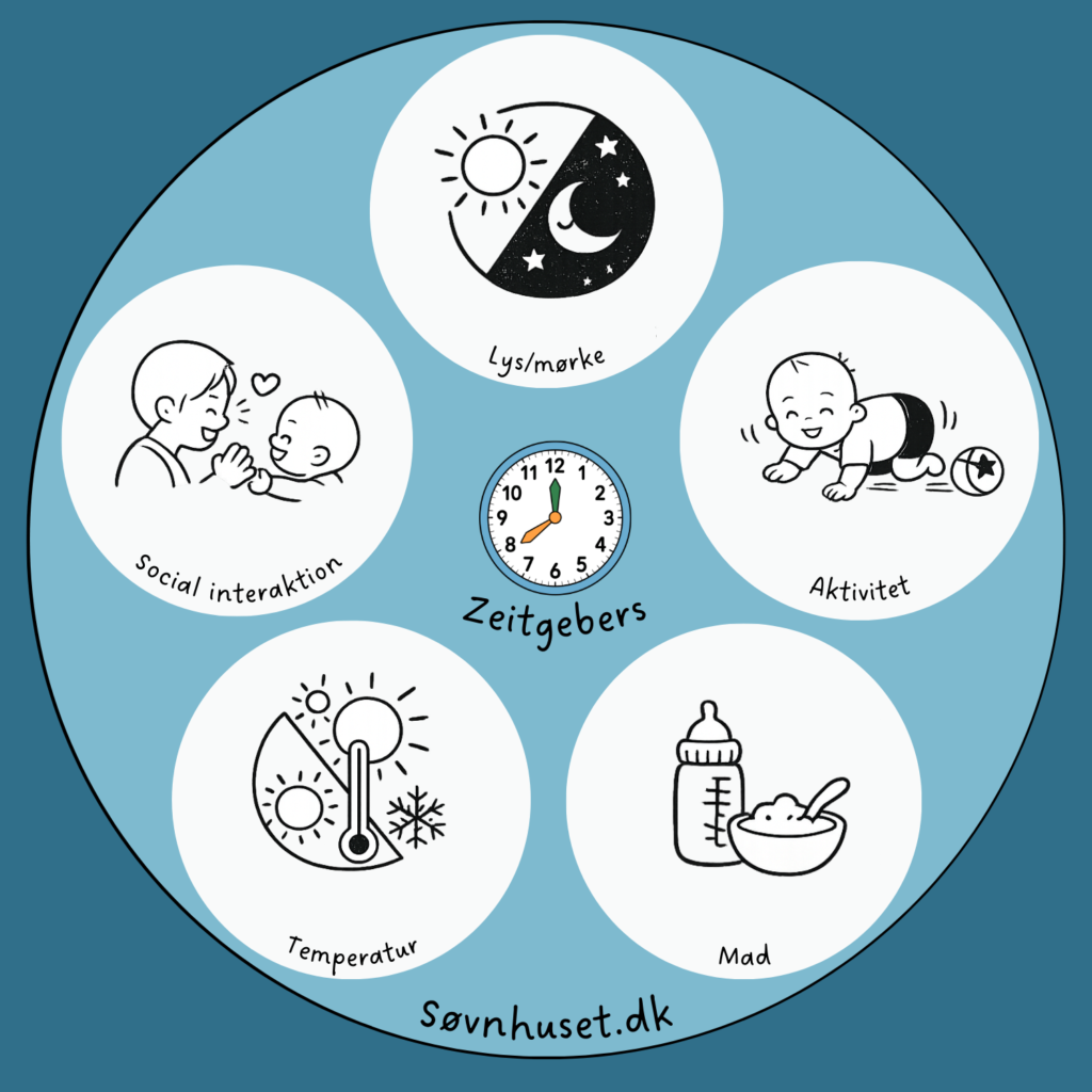 Døgnrytme og søvnpres 2 Kopi af Design uden navn 4